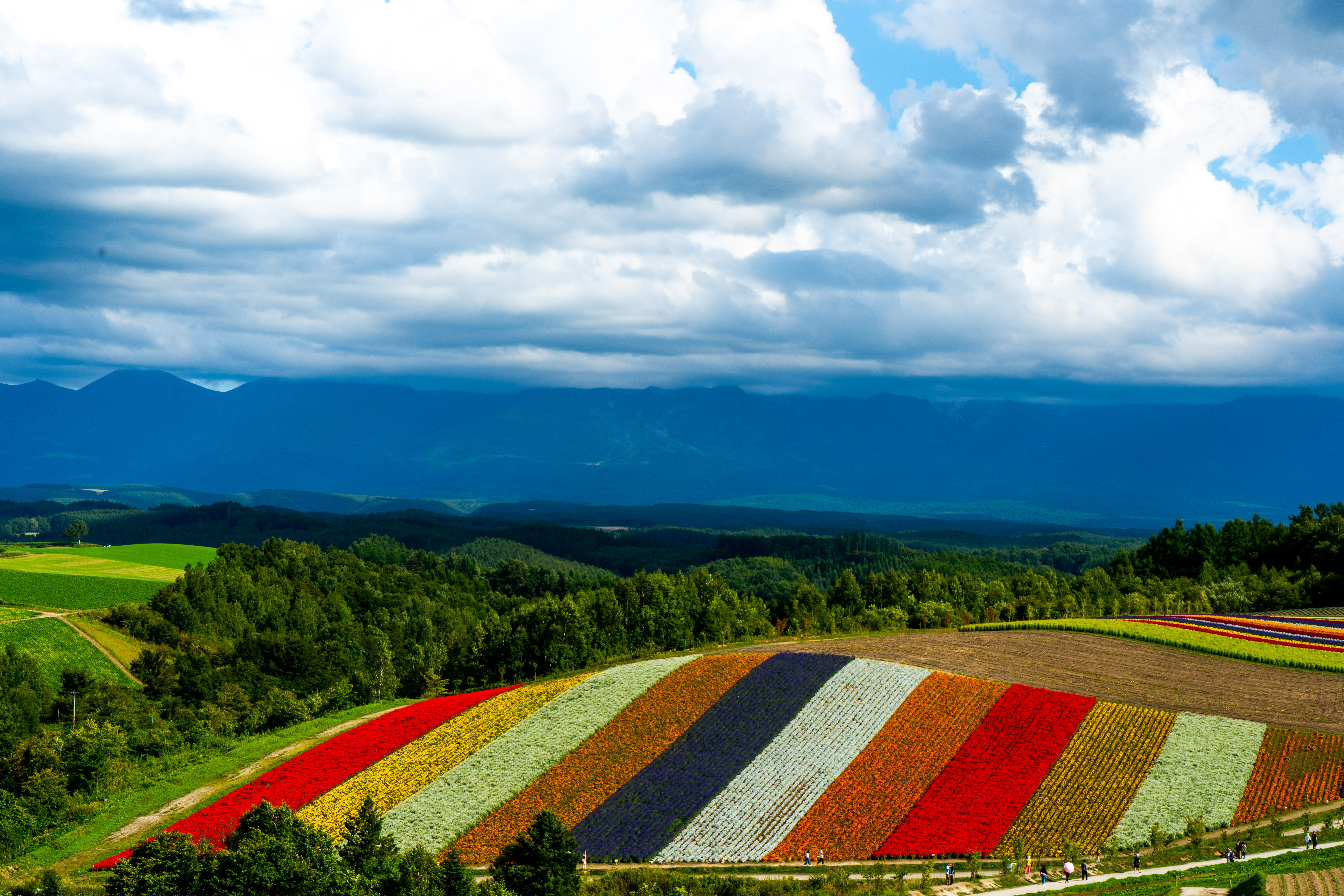 Flower Fields in Asahikawa