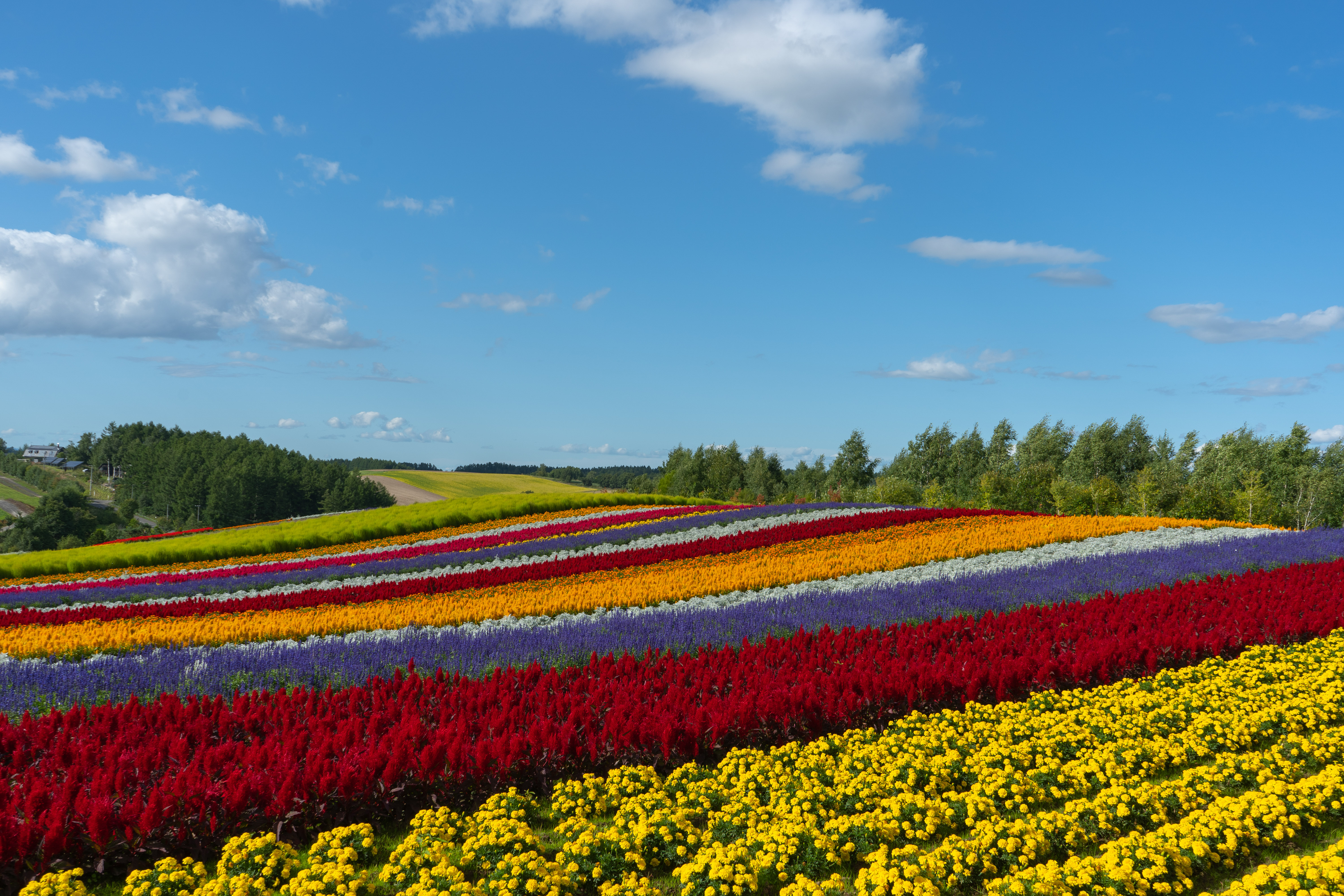 Flower Fields in Asahikawa