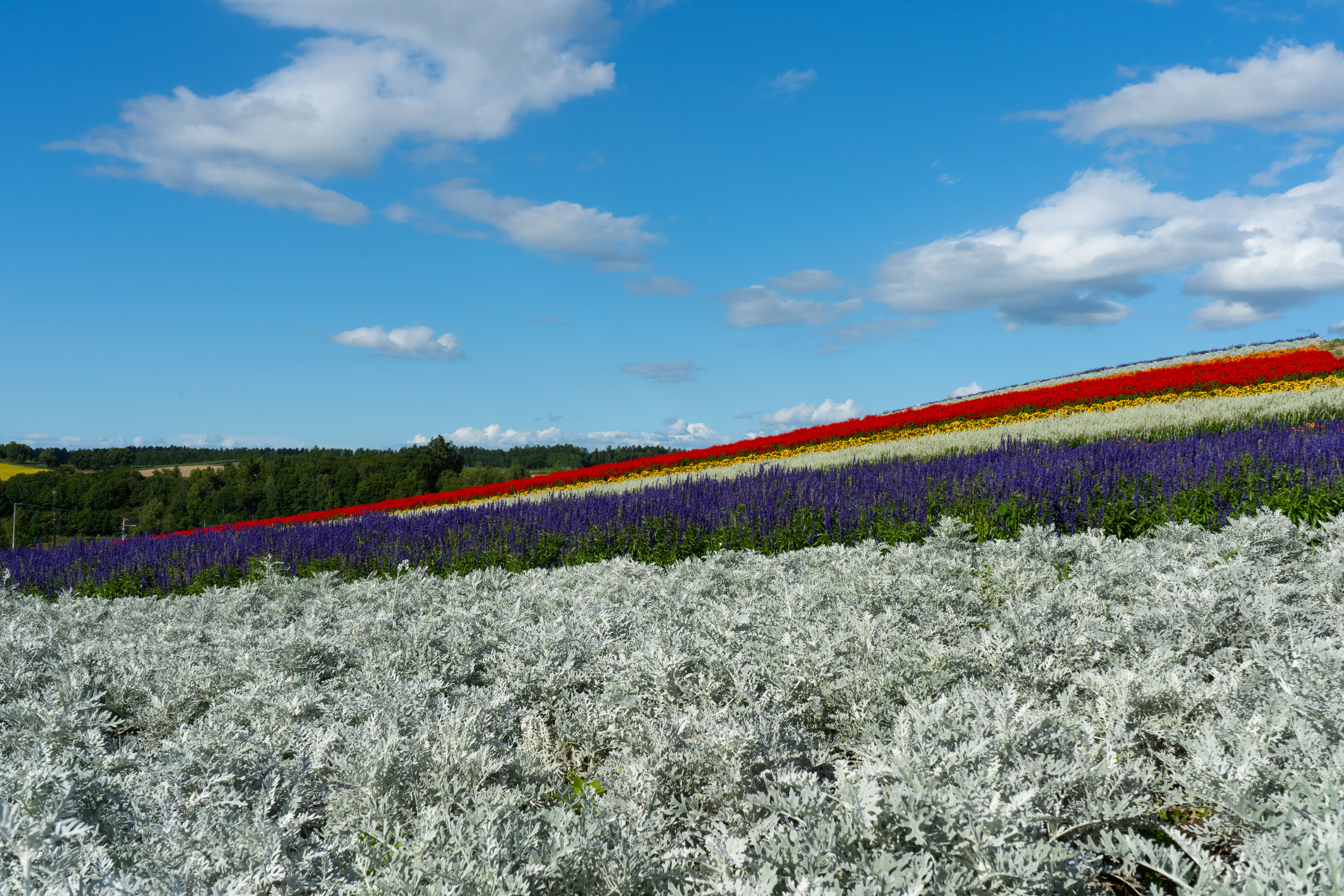 Flower Fields in Asahikawa